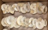 Lot: Lbs Perisphinctes Ammonite Fossils - Pieces #103847-1